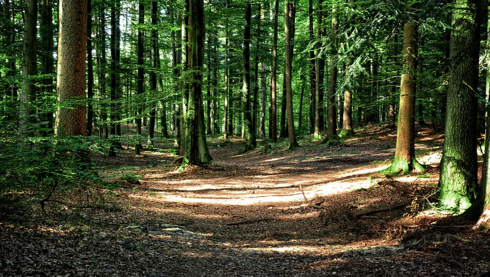 Pryskyřice je v lese doma